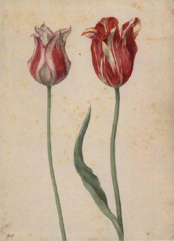 Georg Flegel Two Tulips Germany oil painting art